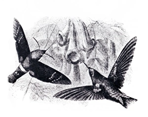 Wild Animal Illustration Drucke: Convergent evolution