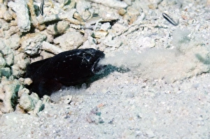 Tropical Reef Fish Drucke: Convict blennies