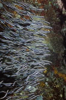 Southeast Asia Coral Reefs Drucke: Convict blenny