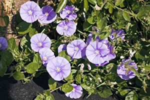 Purple Morning Glory Drucke: Convolvulus flowers