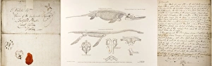 Bilder Datiert 21. Februar 2011: Rekonstruktion von Conybeare Plesiosaurus