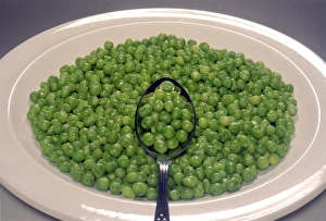 Drucke von Gekochte Erbsen in einer Schüssel. Die Erbsen sind die Samen der Erdpechirne (Pisum sativum). Sie sind ein guter Nährstofflieferant für Vitamin C und Eisen Bilder Datiert 2004 Februar: Gekochte Erbsen