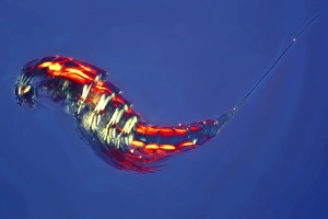 Gerahmter Druck : Copepoden. Copepods sind mikroskopische wasserförmige Krustentiere Gerahmter Druck : Copepoden. Copepods sind mikroskopische wasserförmige Krustentiere
