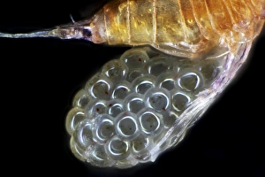 Indian Ocean Marine Life Images Drucke: Copepod with eggs