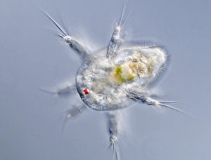 Light Micrograph Images Drucke: Copepod larva, light micrograph