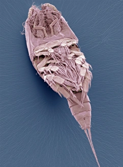 Koppepod, SEM