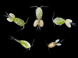 Drucke von Copepoden. Makrophotos von einer Auswahl von Copepoden (Unterklasse Copepoda). Alle außer dem unteren linken sind mit Eiern beladen (kleine Kugeln) Bilder Datiert 2010 Januar: Copepods