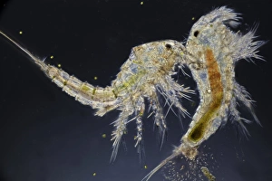 Bilder vom 6. September 2011: Copepods