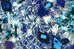 Copper Sulphate Crystals Drucke: Copper sulphate crystals light micrograph