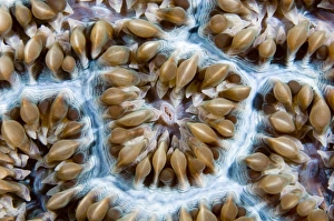 Marine Invertebrates Drucke: Coral polyps
