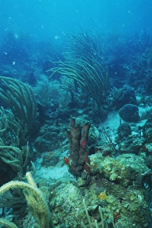 Caribbean Sea Drucke: Corals