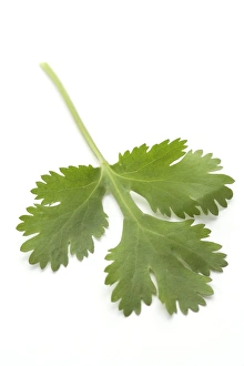 Botanical Photography Drucke: Coriander leaf