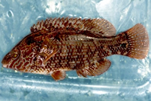 Atlantic Ocean Fauna Drucke: Corkwing wrasse