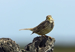Corn bunting