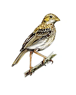 African Birdlife Drucke: Corn bunting, artwork C016 / 3186