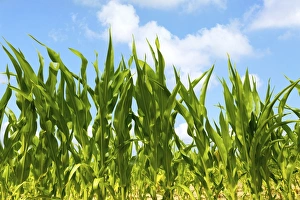 Cornfield Photography Drucke: Corn field F008 / 2045