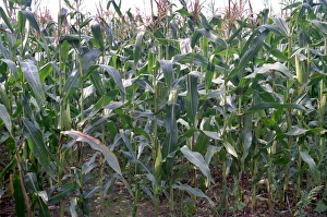 Drucke von Weizen (Zea mays) im Weizfeld. Dieser Weizen wird zum Herstellen von Bio-Ethanol-Fuel verwendet. In Norfolk, Großbritannien fotografiert Bilder Datiert 2007 Februar: Korn (Zea mays)
