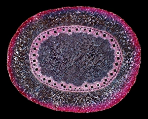Polarised Light Microscopy Drucke: Corn (Zea mays) root, light micrograph