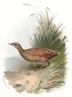 Archibald Thorburn Artwork Drucke: Corncrake, historical artwork