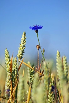Centaurea Cyanus Drucke: Cornflower (Centaurea cyanus)
