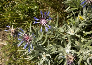 European Wildflowers Gallery Drucke: Cornflower (Centaurea triumfetii)