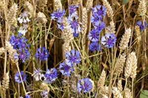 Cornflowers In Cornfield Drucke: Cornflowers (Centaurea cyanus)