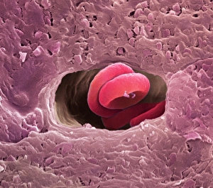 Human Body Circulatory System Drucke: Coronary capillary, SEM