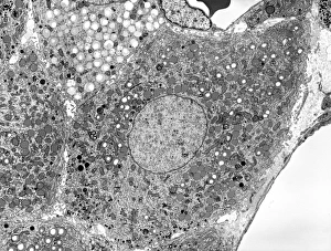 Corpus luteum, Temmen