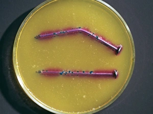 Drucke von Corrosions test: Nägel werden getestet auf Korrosion (blaue Flecken). Sie befinden sich in einem Petrischalen mit Agar (braun) Bilder Datiert 2004 März: Korrosionsprüfung