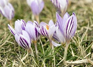 Bilder Datiert 21. Mai 2010: Korsischer Knoblauchblume (Crocus corsicus)