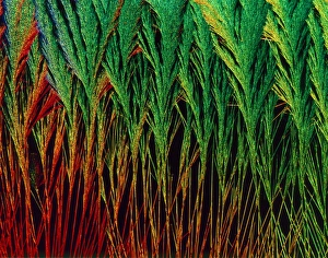 Polarised Light Microscopy Drucke: Cortisol crystals, light micrograph C015 / 6786