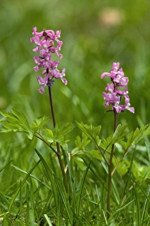 Slovenia Nature Photography Drucke: Corydalis intermedia