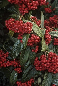 Autumn Foliage Images Drucke: Cotoneaster Cornubia