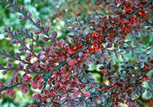 Red Berries In Autumn Drucke: Cotoneaster (Cotoneaster horizontalis)