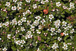 Flowering Shrubs Drucke: Cotoneaster sp C017 / 7466