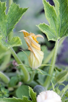 Garden Vegetable Photography Drucke: Courgette flower