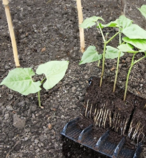 Gerahmter Druck : Zucchini-Schöpflinge Gerahmter Druck : Zucchini-Schöpflinge