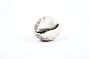 Seashell Collection Drucke: Cowrie shell