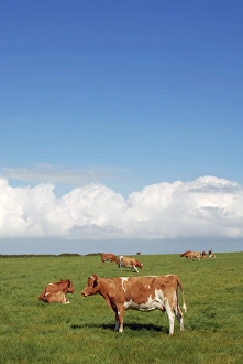Cows In A Field Drucke: Cows in a field