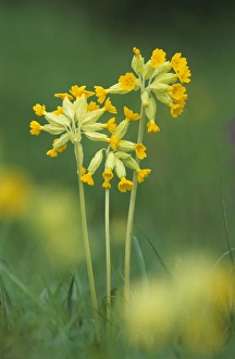 Cowslip Flower Drucke: Cowslips (Primula veris)