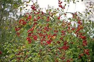 Autumn Fruits Drucke: Crab Apple (Malus Snowcloud )