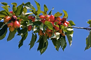 Autumn Fruits Drucke: Crab Apple (Malus sp. )
