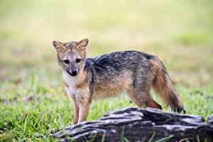 Bilder Datiert 14. Februar 2013: Rotfuchs (Fuchseisenkrabbefresser)