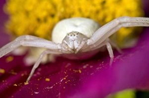 Crab Spider Drucke: Crab spider