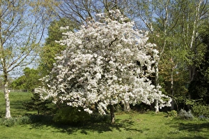 Blossoming Trees Drucke: Crabapple tree (Malus sp. )