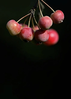 Fall Colors Drucke: Crabapples (Malus sp. )