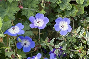 British Wildflower Photography Drucke: Cranes Bill (Geranium Jolly Bee )