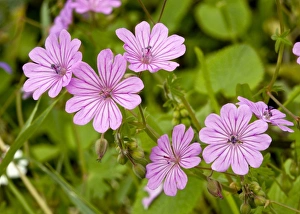 Cranesbill Flowers Drucke: Cranesbill (Geranium brutium)
