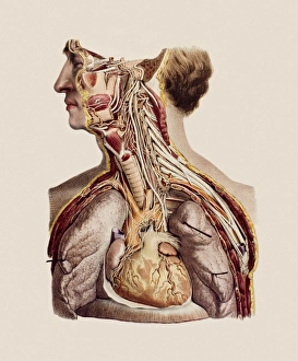 Drucke von Kranialnerven und historische anatomische Kunstwerk: Diese Nacken- und Oberkörperform wurde aufgebrochen, um die Wege der zwölf Kranialnerven (weiß) darzustellen Bilder Datiert 2006 Oktober: Kehlkopfnerven