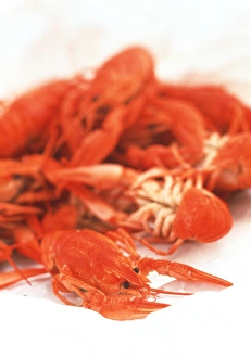 Crustacean Cuisine Recipes Drucke: Crayfish